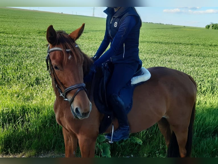 Deutsches Sportpferd Wallach 3 Jahre 159 cm Fuchs in Heideland bei Eisenberg