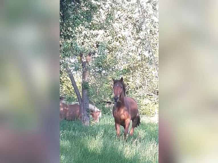 Deutsches Sportpferd Wallach 3 Jahre 159 cm Fuchs in Heideland bei Eisenberg