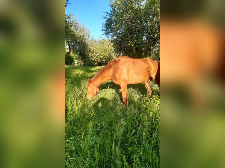 Deutsches Sportpferd Wallach 3 Jahre 159 cm Fuchs in Heideland bei Eisenberg