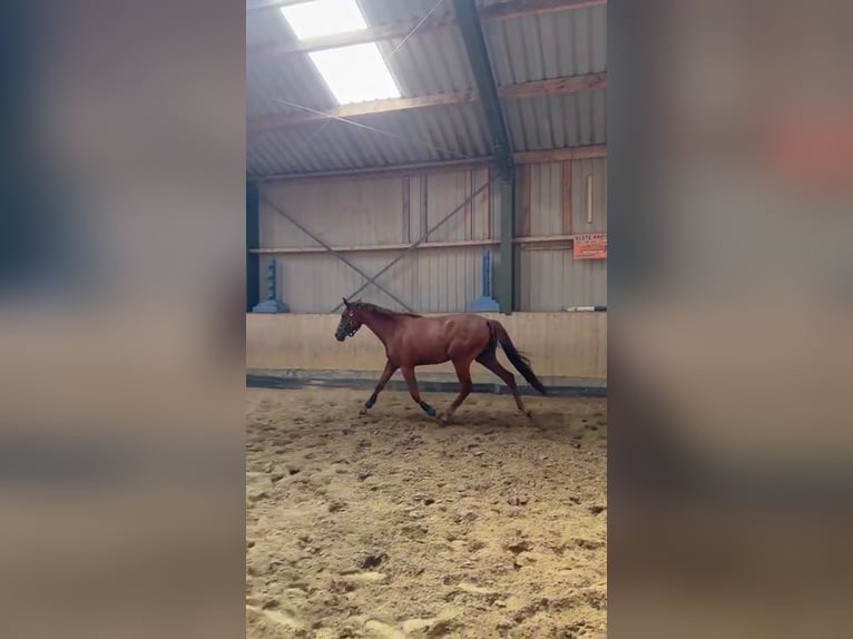 Deutsches Sportpferd Wallach 3 Jahre 159 cm Fuchs in Heideland bei Eisenberg