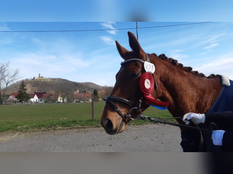 Deutsches Sportpferd Wallach 3 Jahre 159 cm Fuchs in Heideland bei Eisenberg
