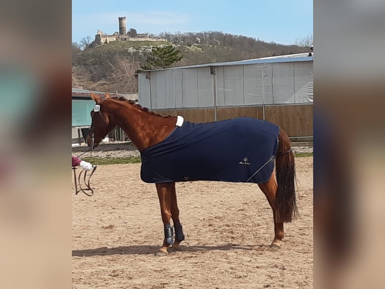 Deutsches Sportpferd Wallach 3 Jahre 159 cm Fuchs in Heideland bei Eisenberg