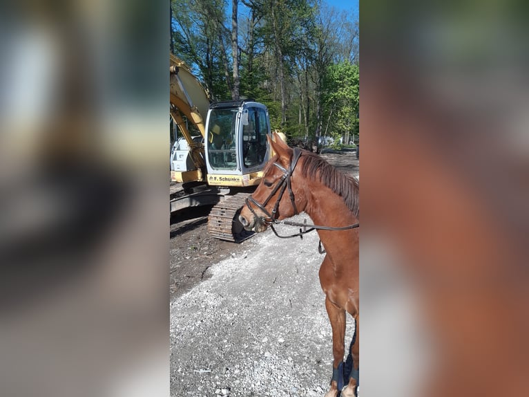 Deutsches Sportpferd Wallach 3 Jahre 159 cm Fuchs in Heideland bei Eisenberg