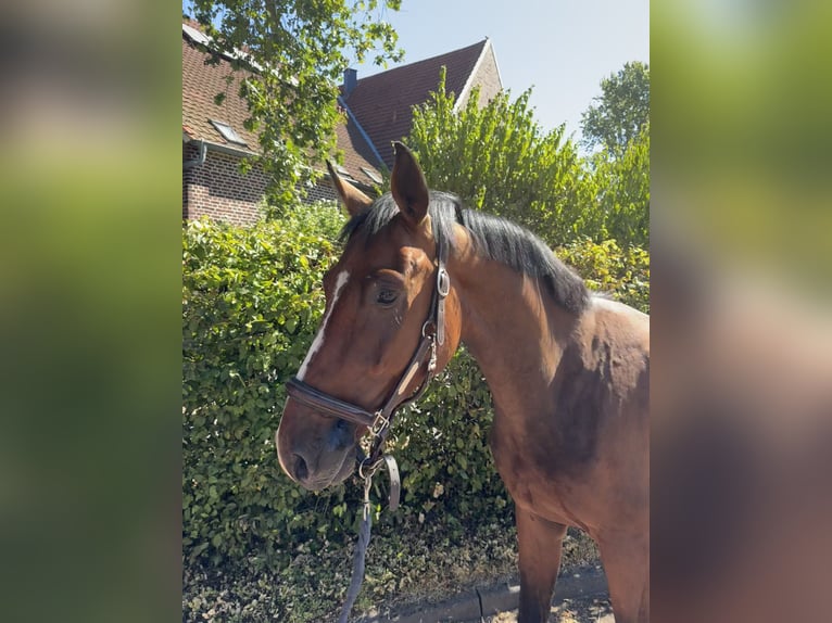 Deutsches Sportpferd Wallach 3 Jahre 160 cm Brauner in Senden