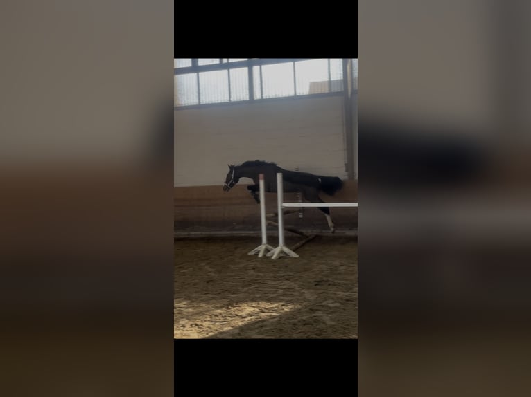 Deutsches Sportpferd Wallach 3 Jahre 160 cm Dunkelbrauner in Lebach