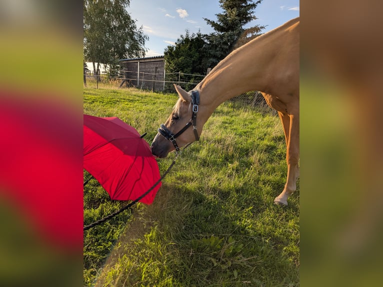 Deutsches Sportpferd Wallach 3 Jahre 160 cm Palomino in Mallnow
