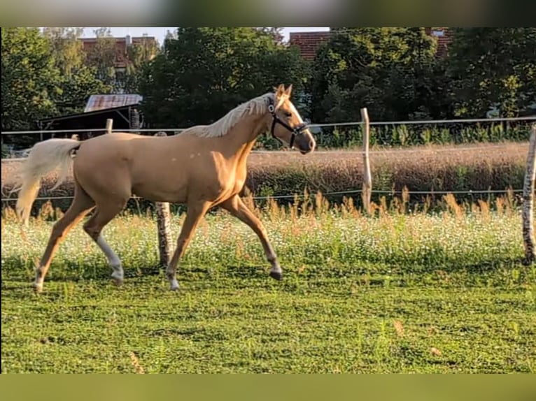 Deutsches Sportpferd Wallach 3 Jahre 160 cm Palomino in Mallnow