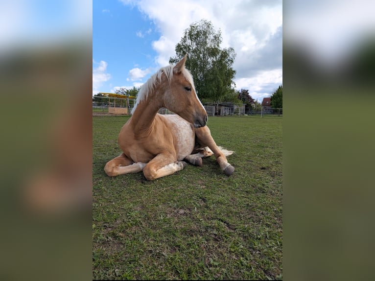 Deutsches Sportpferd Wallach 3 Jahre 160 cm Palomino in Mallnow