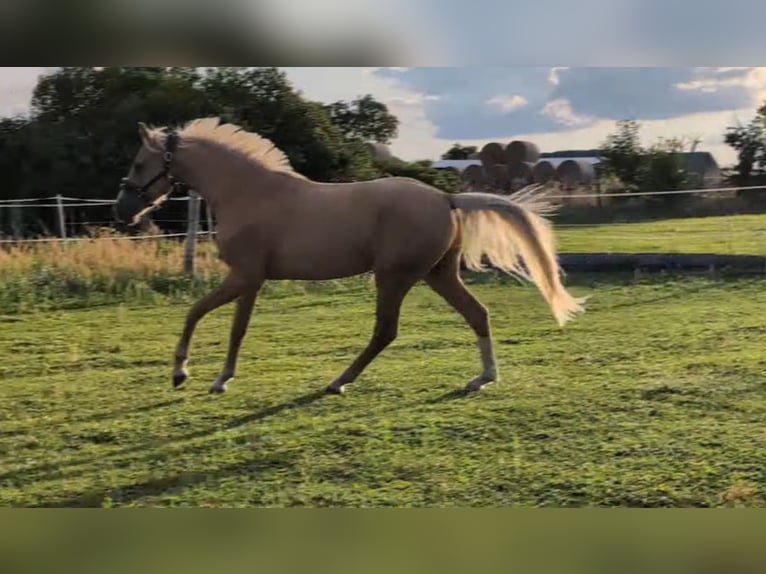 Deutsches Sportpferd Wallach 3 Jahre 160 cm Palomino in Mallnow