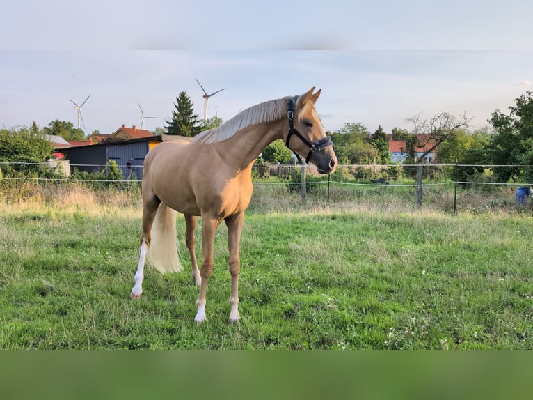 Deutsches Sportpferd Wallach 3 Jahre 160 cm Palomino in Mallnow
