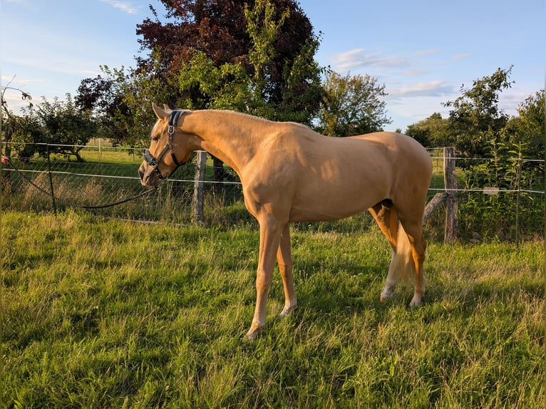 Deutsches Sportpferd Wallach 3 Jahre 160 cm Palomino in Mallnow