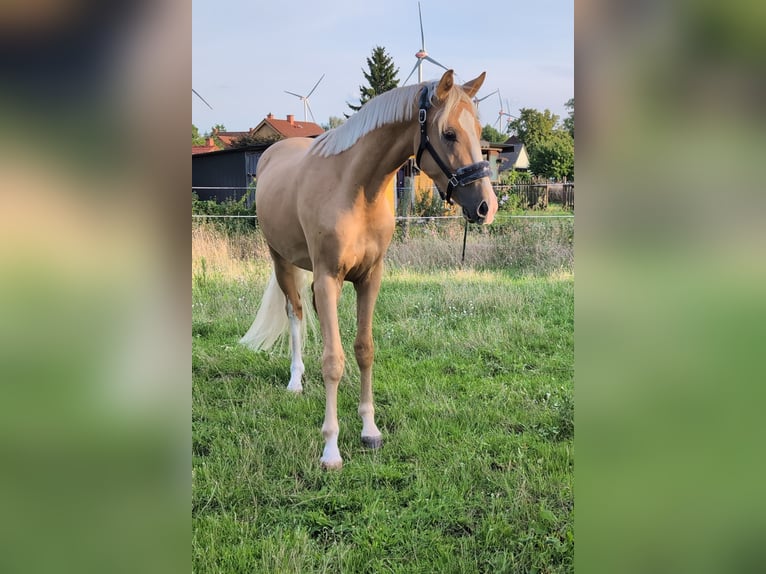 Deutsches Sportpferd Wallach 3 Jahre 160 cm Palomino in Mallnow