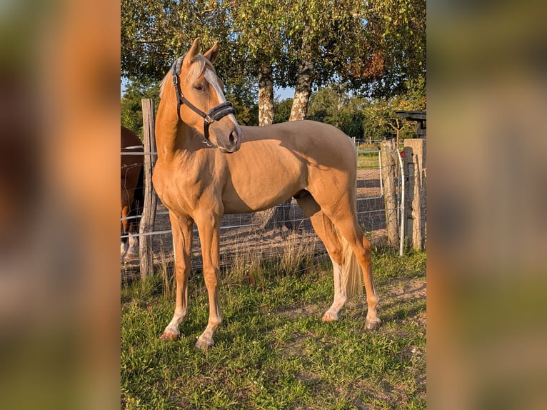 Deutsches Sportpferd Wallach 3 Jahre 160 cm Palomino in Mallnow