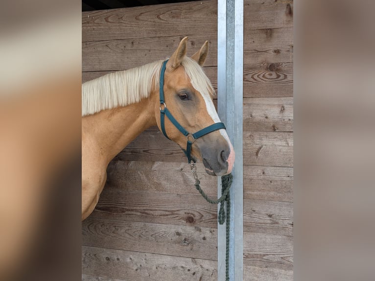 Deutsches Sportpferd Wallach 3 Jahre 160 cm Palomino in Mallnow