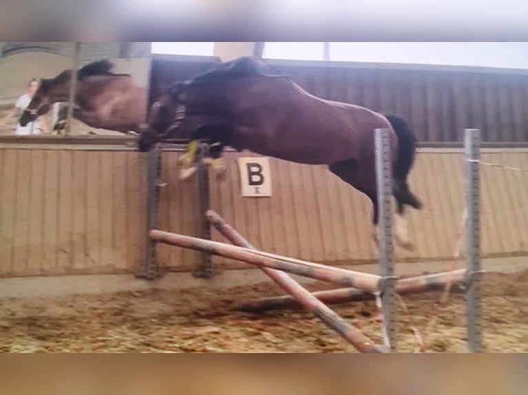 Deutsches Sportpferd Wallach 3 Jahre 161 cm Brauner in Straubenhardt