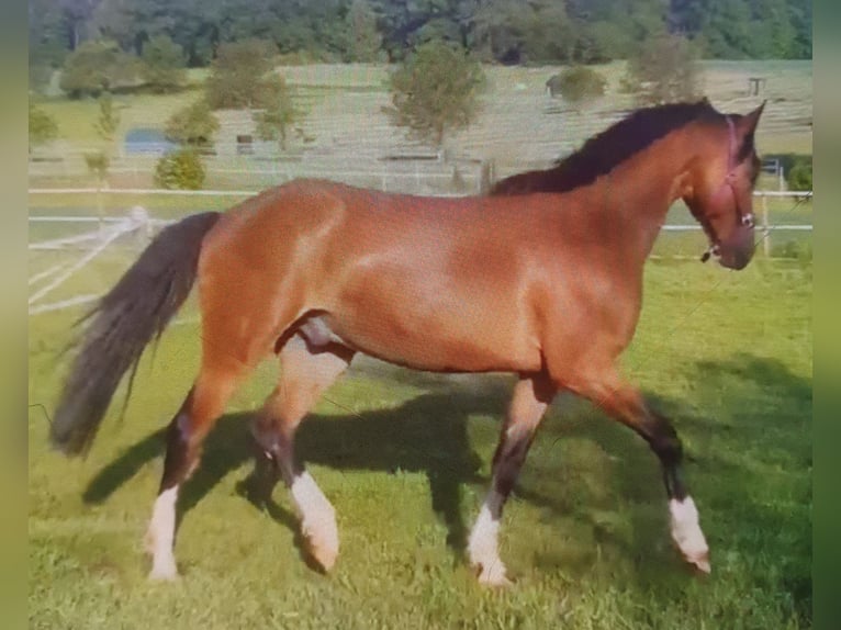 Deutsches Sportpferd Wallach 3 Jahre 161 cm Brauner in Straubenhardt