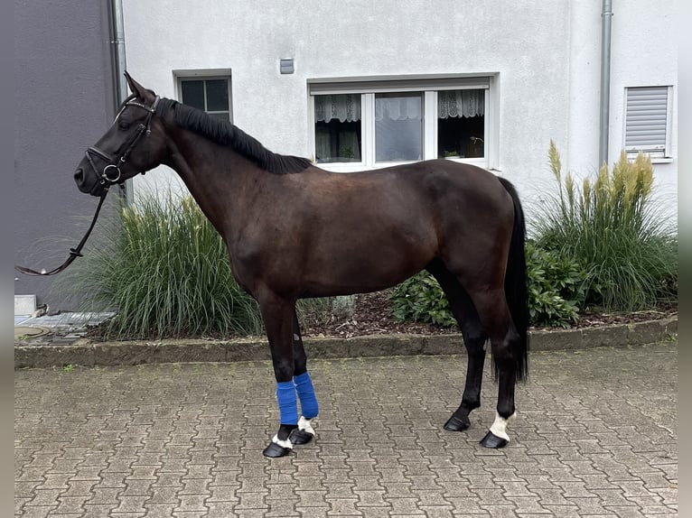 Deutsches Sportpferd Wallach 3 Jahre 161 cm Schwarzbrauner in Pfaffenhofen