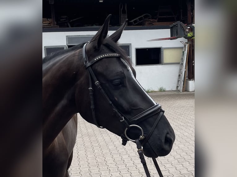 Deutsches Sportpferd Wallach 3 Jahre 161 cm Schwarzbrauner in Pfaffenhofen