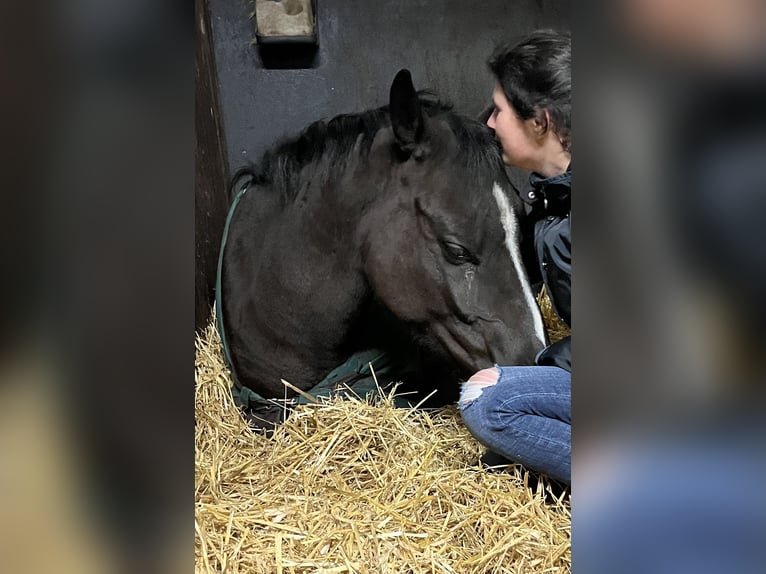 Deutsches Sportpferd Wallach 3 Jahre 161 cm Schwarzbrauner in Pfaffenhofen