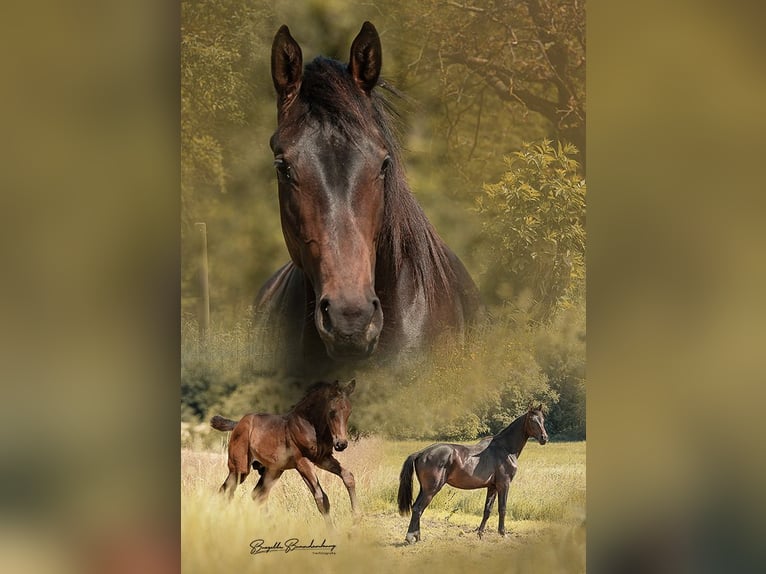 Deutsches Sportpferd Wallach 3 Jahre 162 cm Brauner in Burgen