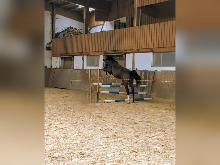 Deutsches Sportpferd Wallach 3 Jahre 162 cm Brauner in Wunsiedel