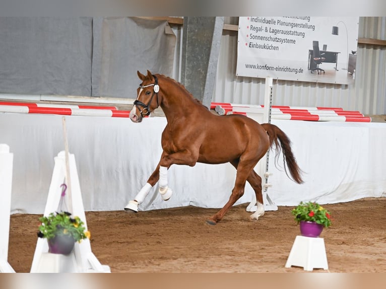 Deutsches Sportpferd Wallach 3 Jahre 162 cm Dunkelfuchs in Korbußen