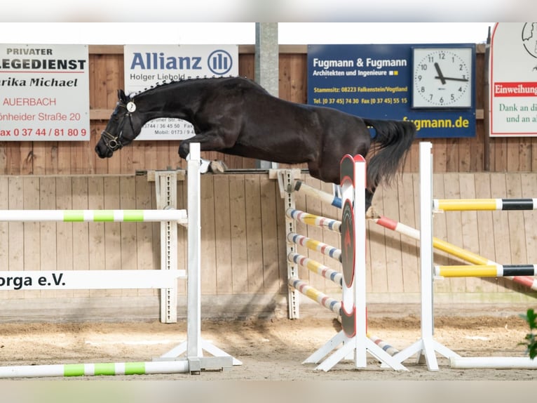 Deutsches Sportpferd Wallach 3 Jahre 162 cm Schwarzbrauner in Rosenbach/Vogtl. OT Fr&#xF6;bersgr&#xFC;n