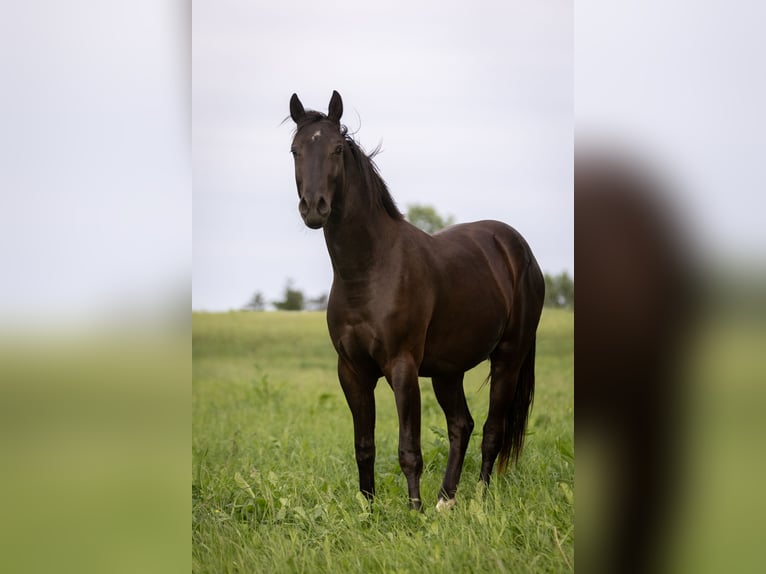 Deutsches Sportpferd Wallach 3 Jahre 162 cm Schwarzbrauner in Rosenbach/Vogtl. OT Fr&#xF6;bersgr&#xFC;n