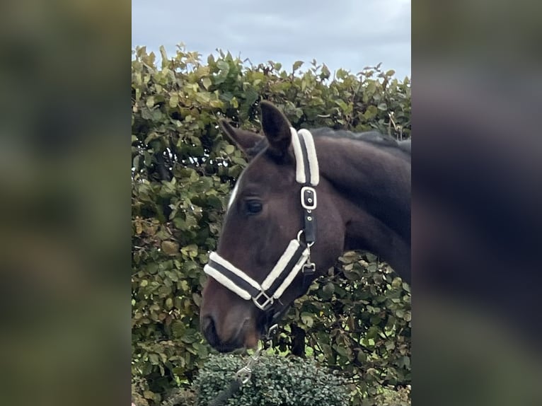 Deutsches Sportpferd Wallach 3 Jahre 163 cm Brauner in Mengen