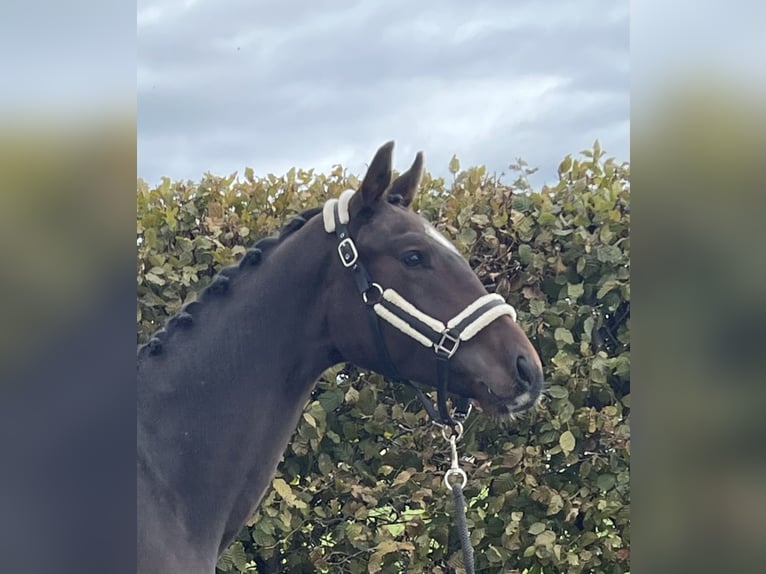 Deutsches Sportpferd Wallach 3 Jahre 163 cm Brauner in Mengen