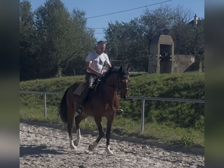 Deutsches Sportpferd Wallach 3 Jahre 163 cm Brauner in Straubenhardt
