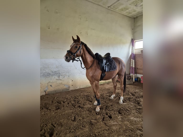 Deutsches Sportpferd Wallach 3 Jahre 163 cm Fuchs in Bobritzsch