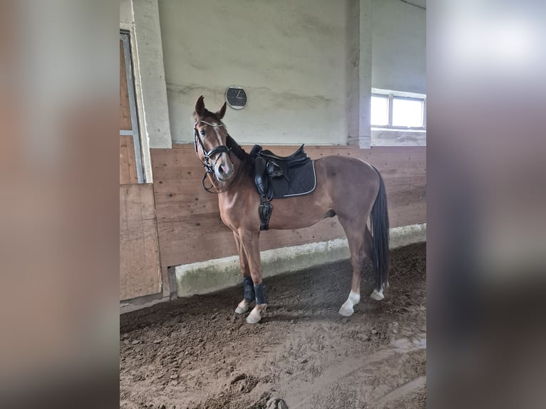 Deutsches Sportpferd Wallach 3 Jahre 163 cm Fuchs in Bobritzsch