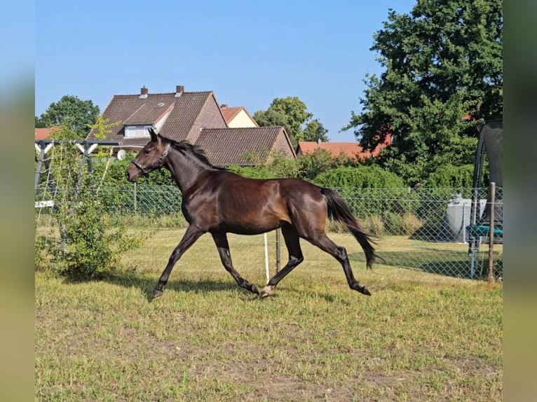 Deutsches Sportpferd Wallach 3 Jahre 164 cm Brauner in Velpke