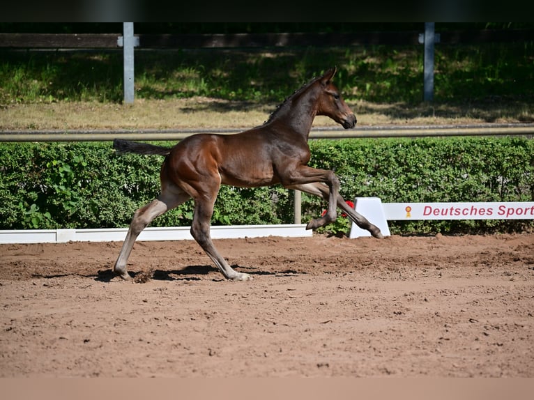 Deutsches Sportpferd Wallach 3 Jahre 164 cm Brauner in Velpke