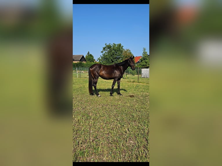 Deutsches Sportpferd Wallach 3 Jahre 164 cm Brauner in Velpke