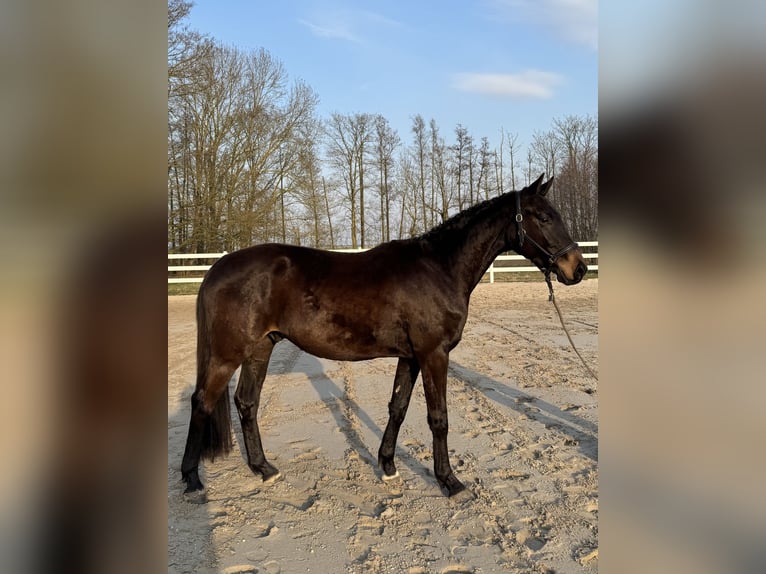 Deutsches Sportpferd Wallach 3 Jahre 164 cm Dunkelbrauner in Stadland