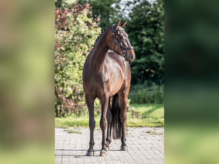 Deutsches Sportpferd Wallach 3 Jahre 164 cm Dunkelbrauner in Stadland
