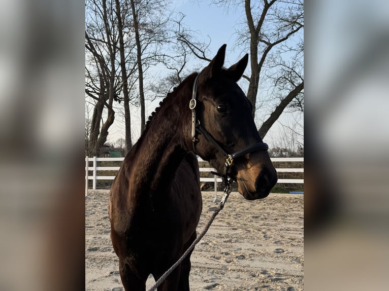 Deutsches Sportpferd Wallach 3 Jahre 164 cm Dunkelbrauner in Stadland