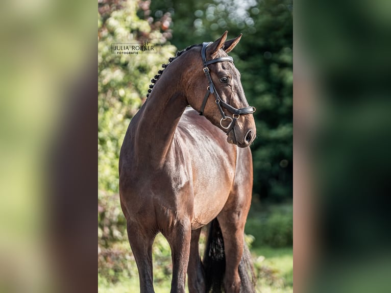 Deutsches Sportpferd Wallach 3 Jahre 164 cm Dunkelbrauner in Stadland