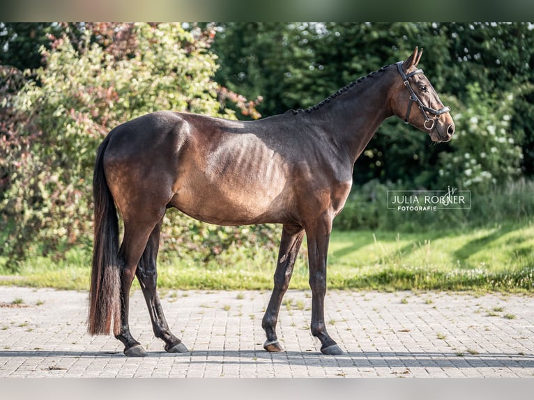 Deutsches Sportpferd Wallach 3 Jahre 164 cm Dunkelbrauner in Stadland