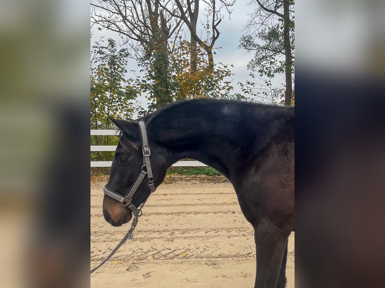 Deutsches Sportpferd Wallach 3 Jahre 164 cm Dunkelbrauner in Stadland