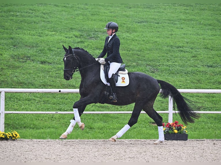 Deutsches Sportpferd Wallach 3 Jahre 164 cm Schwarzbrauner in Gomadingen