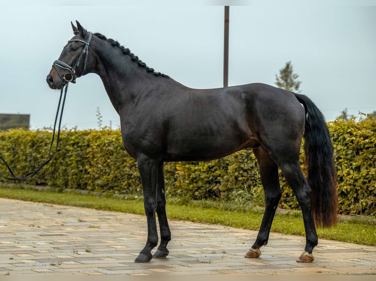 Deutsches Sportpferd Wallach 3 Jahre 164 cm Schwarzbrauner in Gomadingen