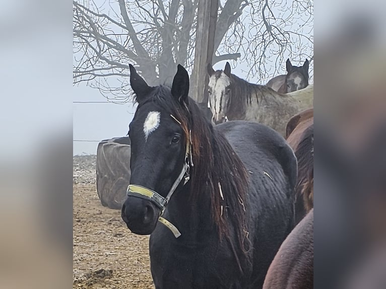 Deutsches Sportpferd Wallach 3 Jahre 164 cm Schwarzbrauner in Solnhofen