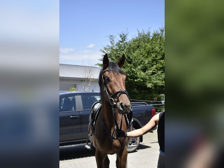 Deutsches Sportpferd Wallach 3 Jahre 165 cm Brauner in Osburg