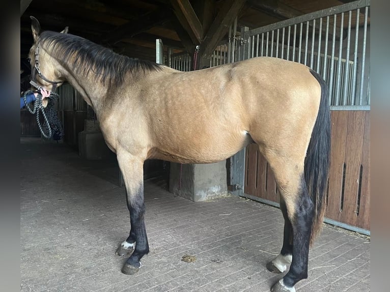 Deutsches Sportpferd Wallach 3 Jahre 165 cm Buckskin in Rätzlingen