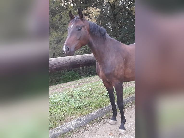 Deutsches Sportpferd Wallach 3 Jahre 165 cm Dunkelbrauner in Hitzendorf