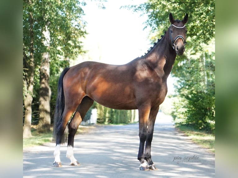Deutsches Sportpferd Wallach 3 Jahre 165 cm Dunkelbrauner in Illertissen