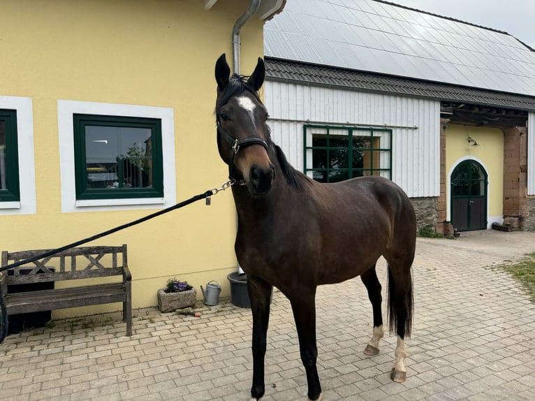 Deutsches Sportpferd Wallach 3 Jahre 165 cm Dunkelbrauner in Mömbris